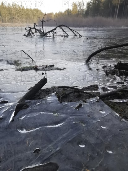 Frozen lake with branches lying in ice, surrounded by coniferous forest, hiking along the green belt, Frankenwald nature park Park