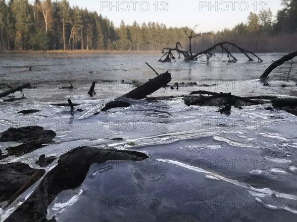 Frozen lake with branches in the foreground, surrounded by wintry forest, Regina Lake, hiking on the green belt, Franconian Forest nature park Park