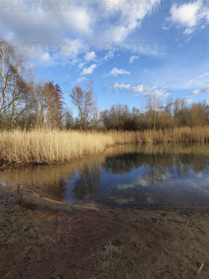 Lake with reeds, calm water surface, reflections of the sky and surrounding trees, Berlin