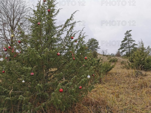 Outdoor Christmas tree red glass balls as decoration in a wintry, grassy glade, hiking in the Franconian Forest nature park Park