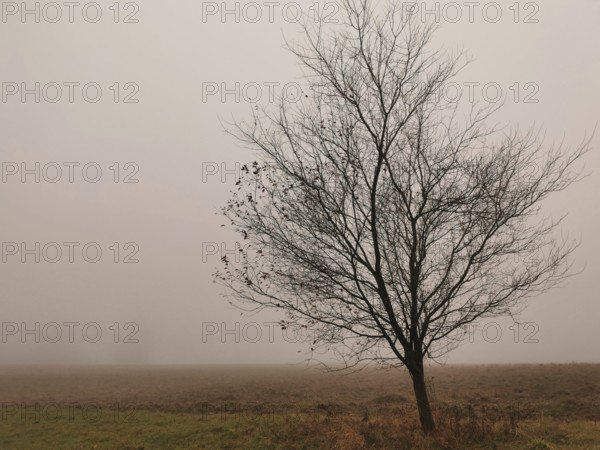 Bare tree in fog on a wide area, showing a melancholy atmosphere, Frankenwald nature park Park