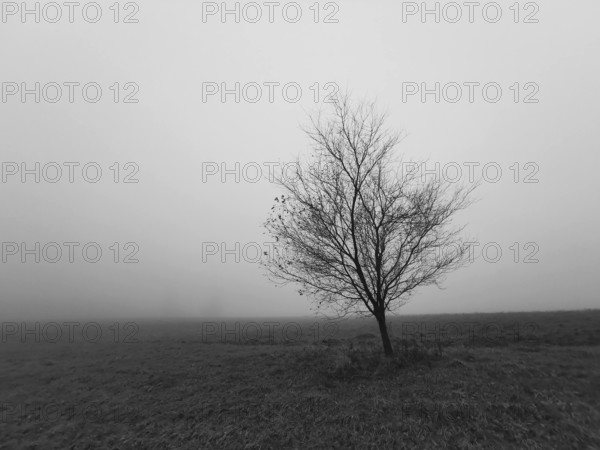 Single tree in a foggy landscape in black and white, Frankenwald nature park Park