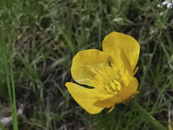 Yellow buttercup (ranunculus acris) in close-up, surrounded by blurred green grass, Franconian Forest nature park Park