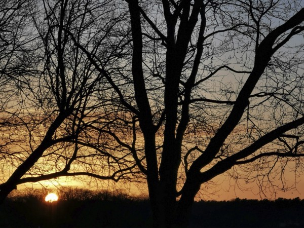 Sunset behind trees at dusk at Müggelsee, Köpenick, Berlin