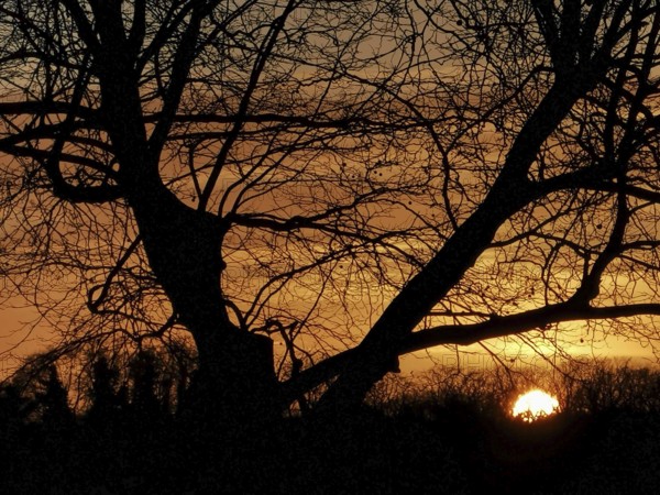 Trees as a silhouette in front of an orange sunset at Müggelsee, Köpenick, Berlin