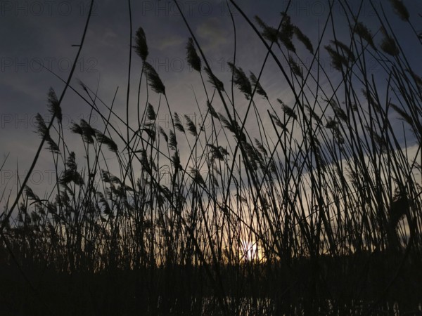 Silhouettes of reeds (phragmites australis) in front of a sunset, Berlin