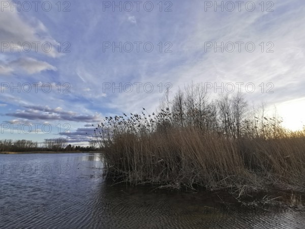 Reeds on the lakeside with cool sky and clouds in the background, Berlin