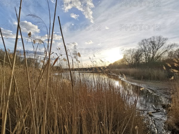 Idyllic lake with reeds, sunset and cloudy sky, Berlin