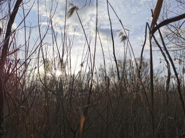 Sunlight falls through tall grasses, blue skies and clouds create a romantic scene, Berlin