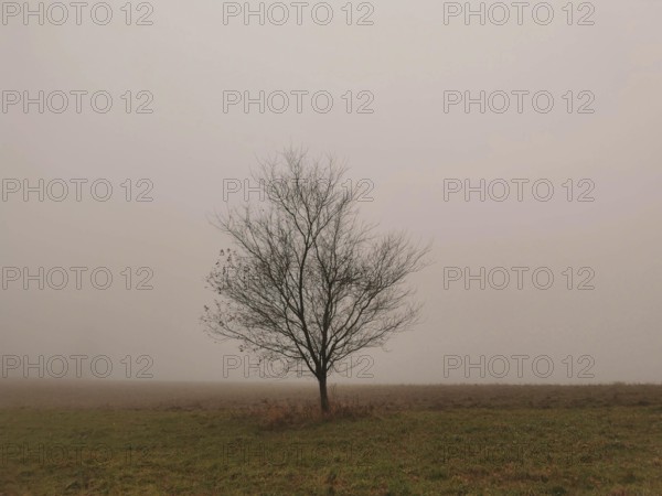 Bare tree in a foggy field, conveys a quiet and secluded atmosphere, Franconian Forest nature park Park