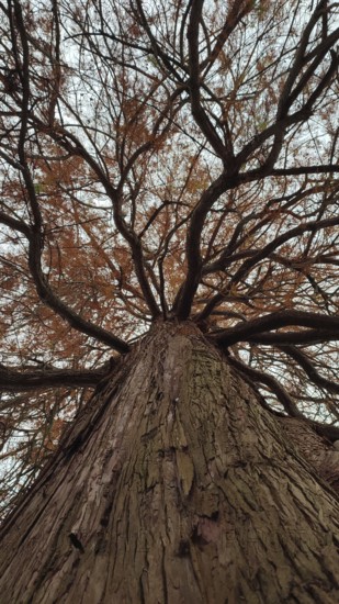 Dramatic view of a large tree with branching branches with close-up of the tree bark, view of the tops, Frankenwald nature park Park