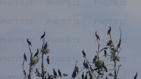 Flock of Comorants (Phalacrocoracidae) on branches, some with nests, against a clear sky, Bad Saarow
