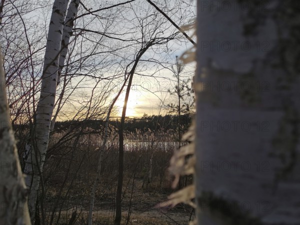 View of a sunset through birch trees (betula), Berlin