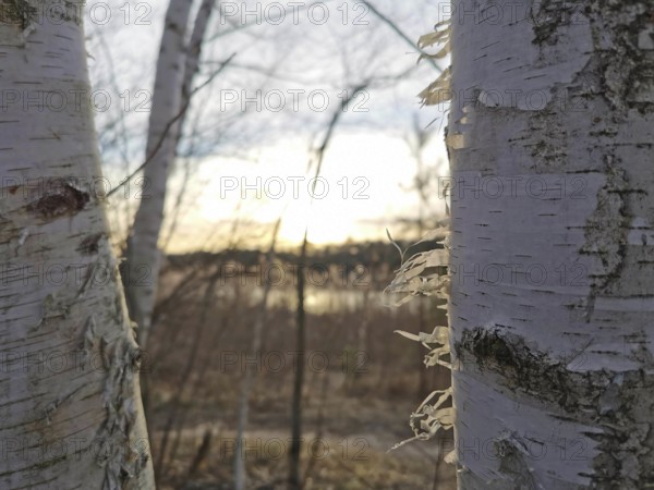 Close-up of birch bark (Betula) in the sun, Berlin