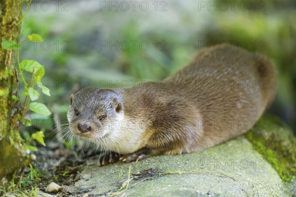 Eurasian otter (Lutra lutra) lying on a rock, Bavaria, Germany
