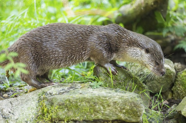 Eurasian otter (Lutra lutra) walking on a rock, Bavaria, Germany