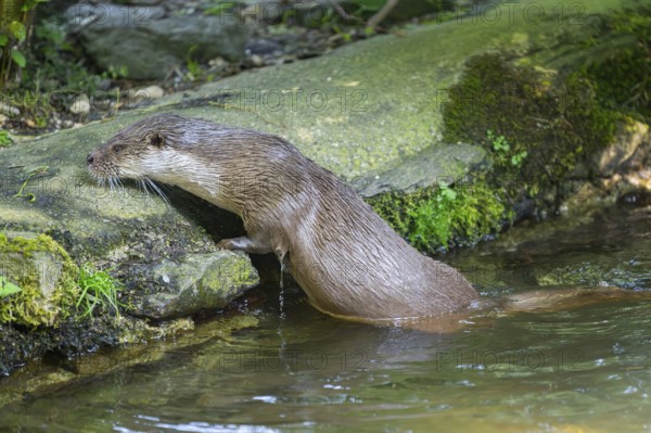 Eurasian otter (Lutra lutra) climbing out of the water on a rock, Bavaria, Germany