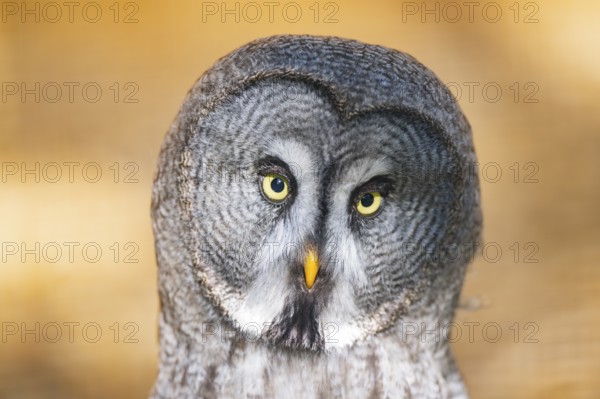 Great grey owl (Strix nebulosa), portrait, Bavaria, Germany