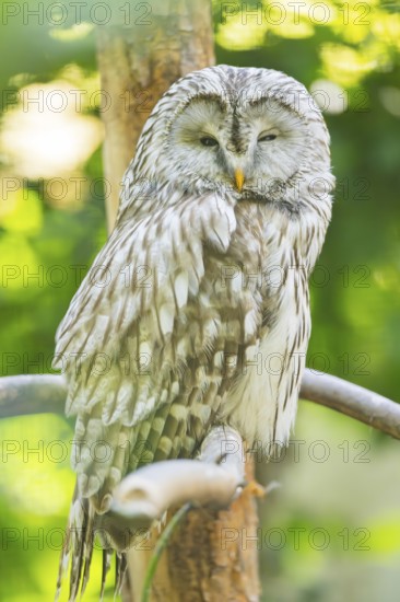 Ural Owl (Strix uralensis) sitting on a branch, Bavaria, Germany