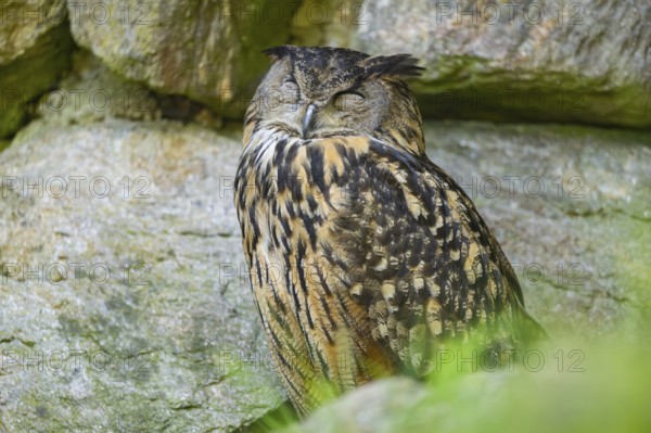 Eurasian eagle-owl (Bubo bubo) sitting on a rock in a stone wall, Bavaria, Germany