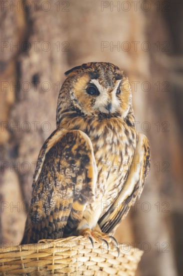 Long-eared owl (Asio otus) or lesser horned owl, sitting, captive, Germany