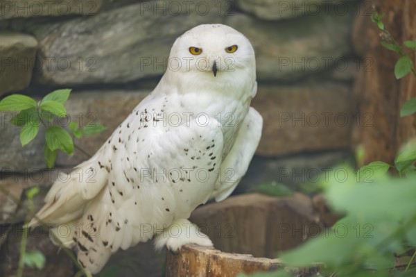Snowy owl (Bubo scandiacus) sitting on a tree trunk in front of a stone wall, Bavaria, Germany
