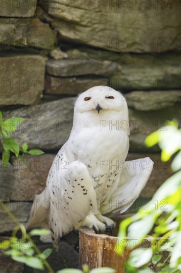 Snowy owl (Bubo scandiacus) sitting on a tree trunk in front of a stone wall, Bavaria, Germany