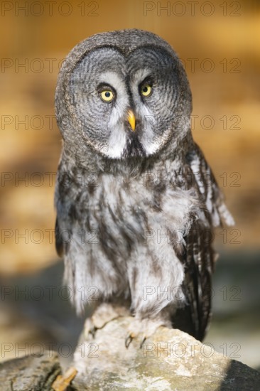 Great grey owl (Strix nebulosa), portrait, Bavaria, Germany