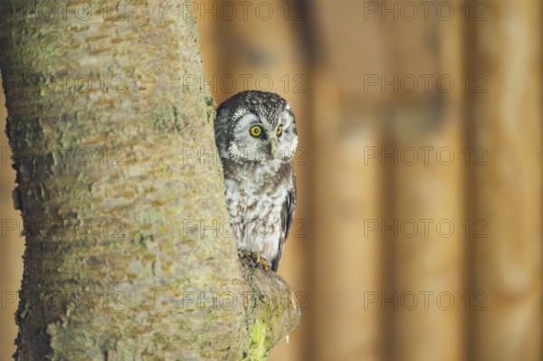 Boreal owl (Aegolius funereus) sitting on a branch, Bavaria, Germany