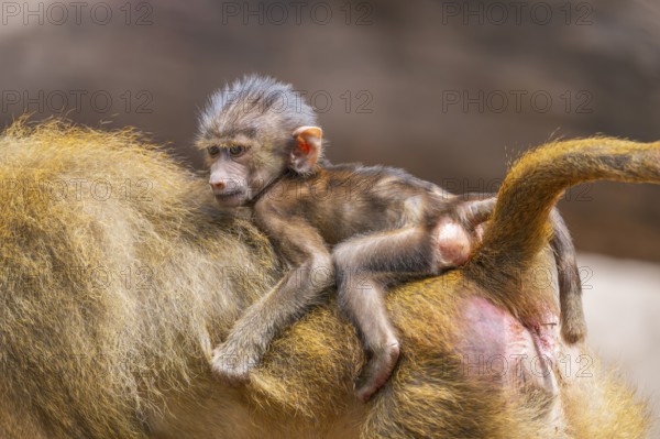 Guinea baboon (Papio papio) youngster hanging on its mothers back, Bavaria, Germany Europe