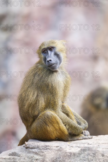 Guinea baboon (Papio papio) sitting on a rock, captive, Bavaria, Germany Europe