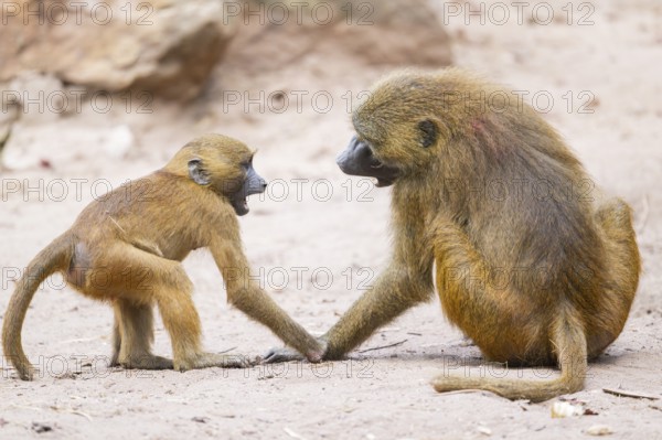 Two Guinea baboons (Papio papio) arguing with each other, Bavaria, Germany Europe