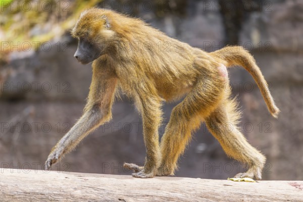 Guinea baboon (Papio papio) running on a tree trunk, Bavaria, Germany Europe