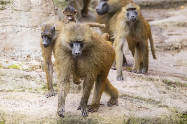 Guinea baboon (Papio papio) group walking on the ground, Bavaria, Germany Europe