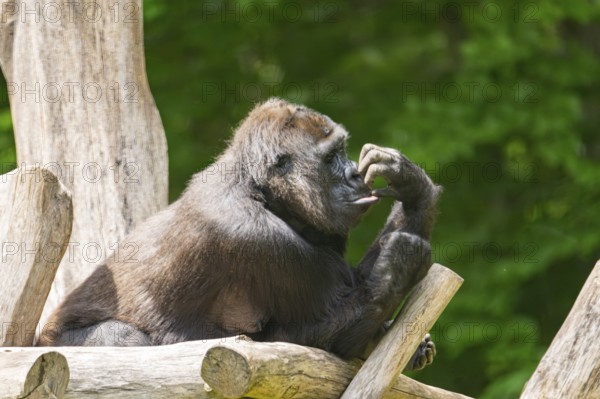 Western lowland gorilla (Gorilla gorilla gorilla) lying on wood, captive, Bavaria, Germany