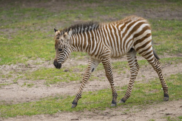 Plains zebra (Equus quagga) youngster (foal) walking on a meadow, Germany