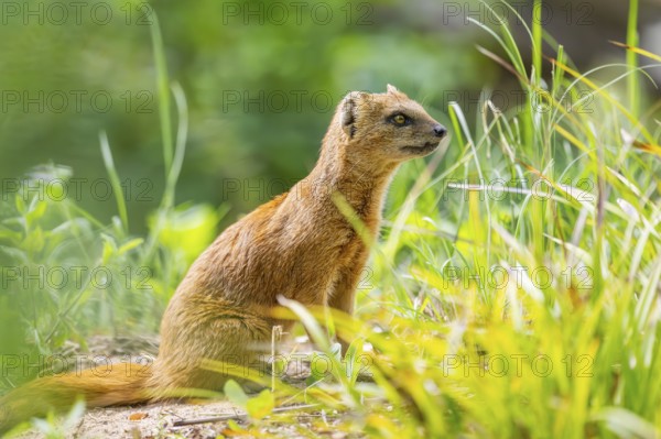 Yellow Mongoose or red meerkat (Cynictis penicillata) sitting on the ground, Germany