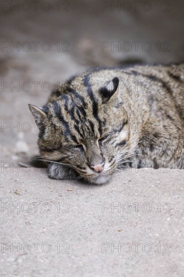 Fishing cat (Prionailurus viverrinus) lying on the ground, Portrait, Germany