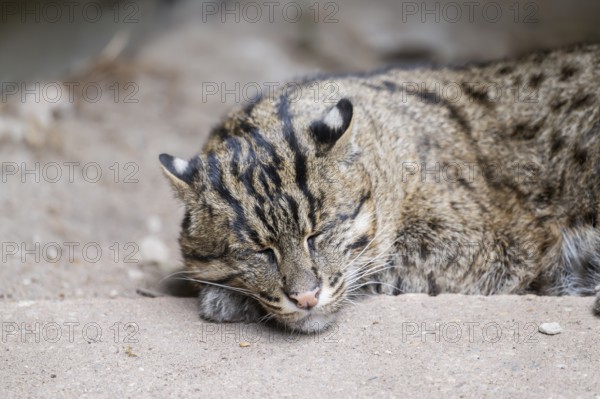 Fishing cat (Prionailurus viverrinus) lying on the ground, Portrait, Germany