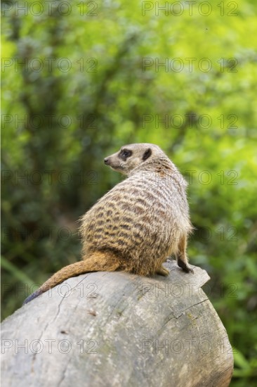 Close-up of a meerkat or suricate (Suricata suricatta) sitting on a tree trunk, Germany