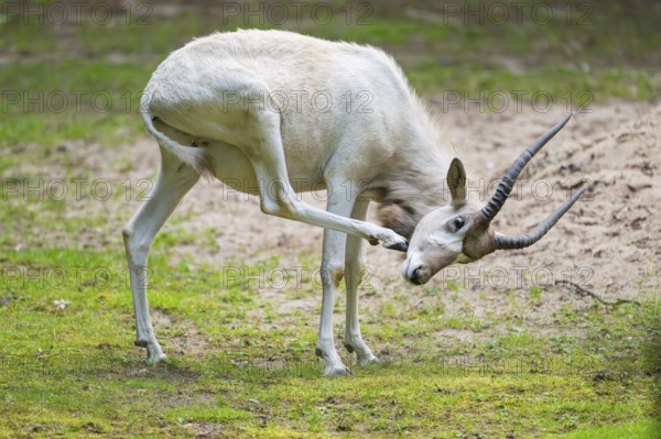 Addax (Addax nasomaculatus), standing on a meadow, Bavaria, Germany