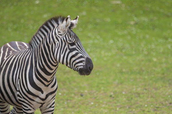 Plains zebra (Equus quagga) standing on a meadow, portrait, Germany