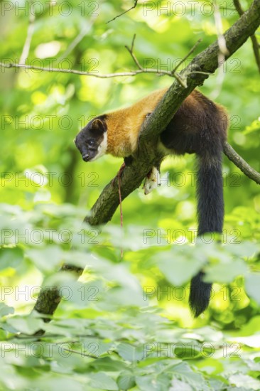 Yellow-throated marten (Martes flavigula) on a branch in summer, Germany