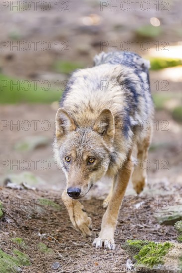European gray wolf (Canis lupus lupus) walking in a forest, Germany