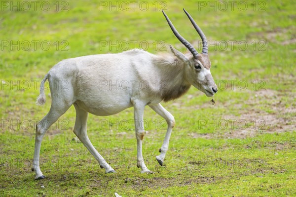 Addax (Addax nasomaculatus), walking on a meadow, Bavaria, Germany