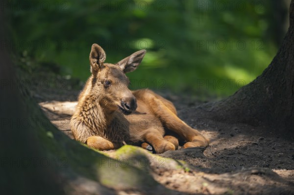 Eurasian elk (Alces alces) youngster lying in a forest, Bavaria, Germany