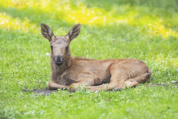 Eurasian elk (Alces alces) youngster lying on a meadow, Bavaria, Germany