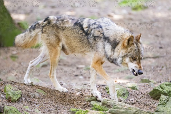 European gray wolf (Canis lupus lupus) walking in a forest, Germany