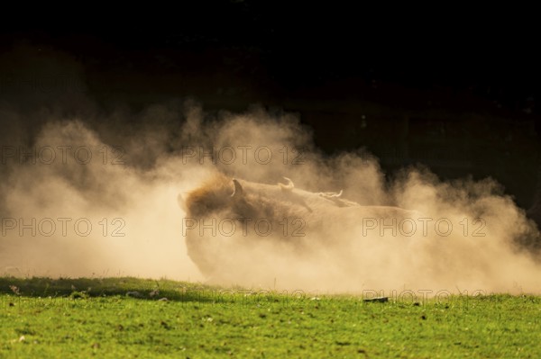 European bison (Bison bonasus) rolls on the ground in the dust against the light as the sun sets, Germany