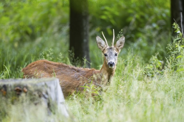 Roe deer (Capreolus capreolus) in standing on a meadow, Bavaria, Germany